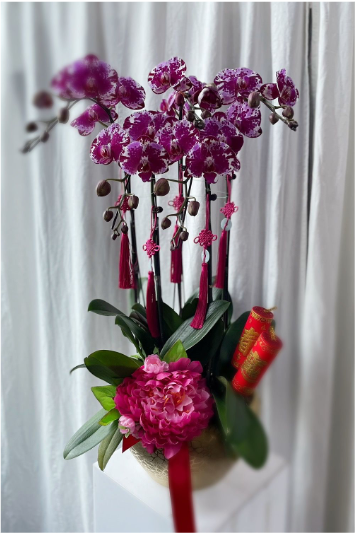 CNY orchids