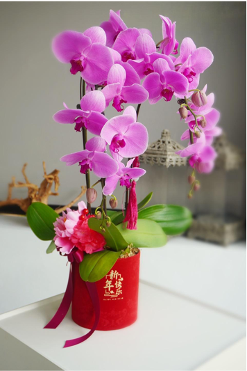 25CNY02 Sweet Purple Phalaenopsis