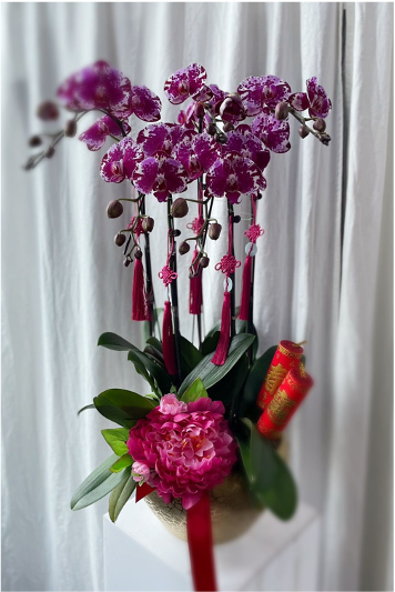 25CNY03 Purple with spots of white  Phalaenopsis